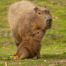 Capybara - Những điều thú vị đầy sức hút