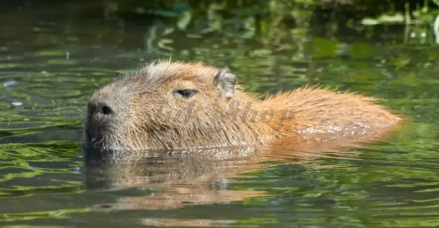 Capybara - Những điều thú vị đầy sức hút