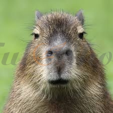 Capybara - Những điều thú vị đầy sức hút